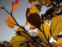 /album/parks-etc/leaves-1-jpg/